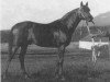 stallion Priboj 1944 ox (Arabian thoroughbred, 1944, from Piolun 1934 ox)