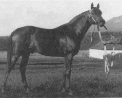 stallion Priboj 1944 ox (Arabian thoroughbred, 1944, from Piolun 1934 ox)