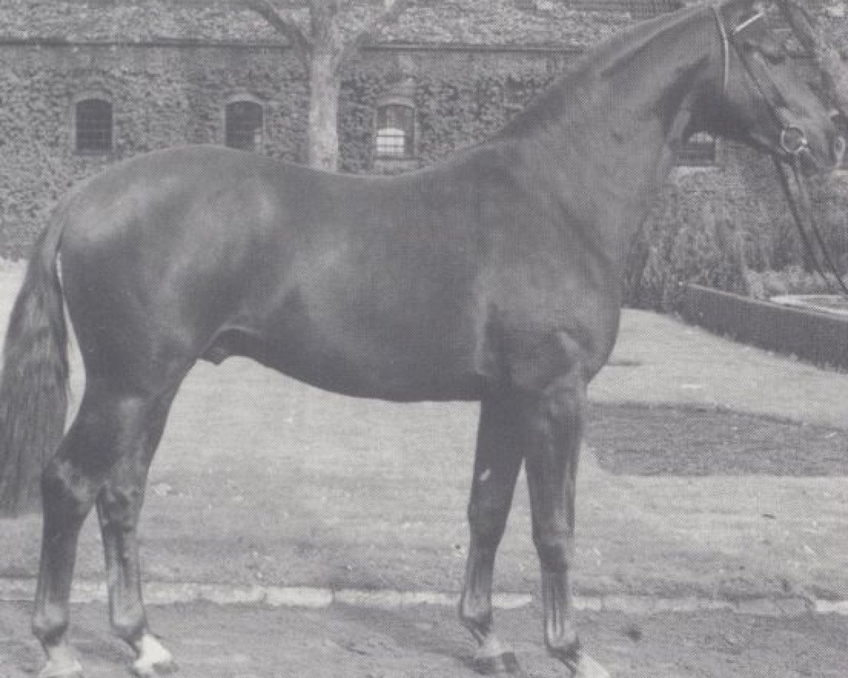 stallion Profi (Westphalian, 1990, from Pit I)