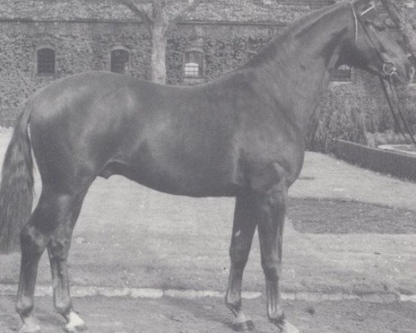 stallion Profi (Westphalian, 1990, from Pit I)