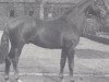 stallion Profi (Westphalian, 1990, from Pit I)