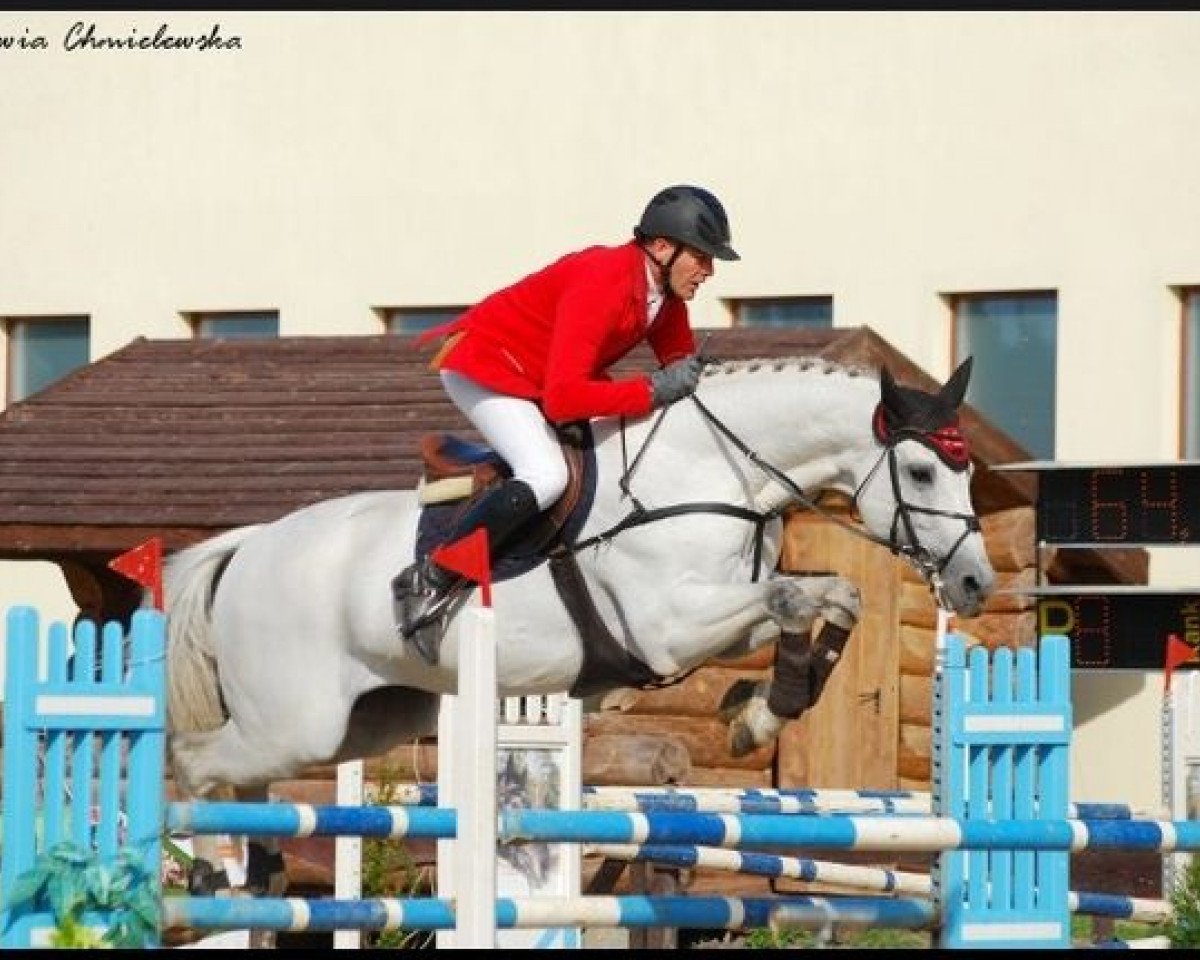 stallion Corvallo (Holsteiner, 1998, from Coriano)