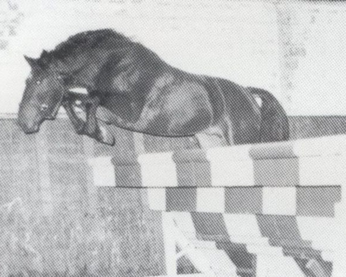 Deckhengst Columbus (Holsteiner, 1978, von Calypso I)