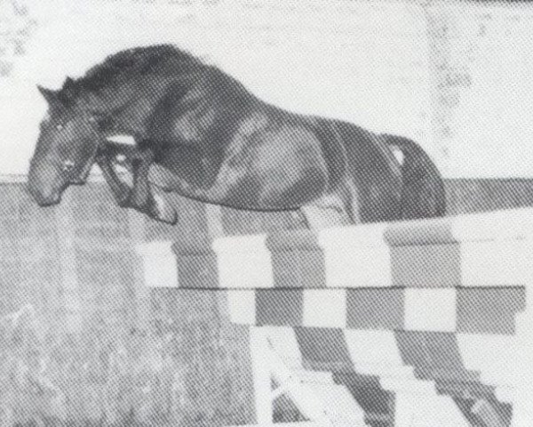 horse Columbus (Holsteiner, 1978, from Calypso I)