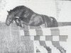 stallion Columbus (Holsteiner, 1978, from Calypso I)