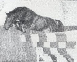 stallion Columbus (Holsteiner, 1978, from Calypso I)