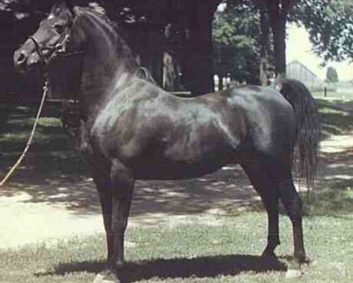 stallion Fa-Serr ox (Arabian purebred, 1947, from Fadl 1930 RAS)