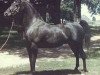 stallion Fa-Serr ox (Arabian thoroughbred, 1947, from Fadl 1930 RAS)