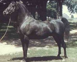 stallion Fa-Serr ox (Arabian thoroughbred, 1947, from Fadl 1930 RAS)