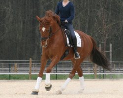 dressage horse Dimension WVG (Westphalian, 2002, from Dimension)