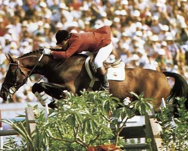 stallion Joyau d'Or A (Selle Français, 1975, from Almé)