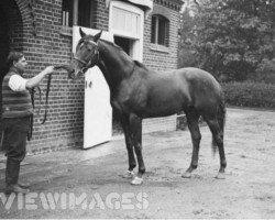 stallion Artist's Proof xx (Thoroughbred, 1926, from Gainsborough xx)