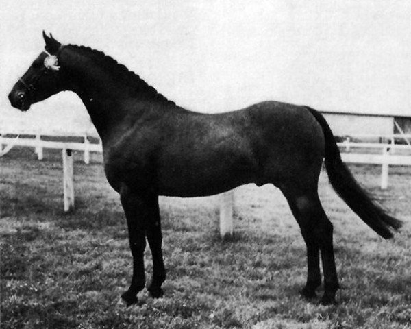 stallion Chirk Caradoc (Welsh-Pony (Section B), 1958, from Coed Coch Blaen Lleuad)