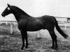 Deckhengst Chirk Caradoc (Welsh Pony (Sek.B), 1958, von Coed Coch Blaen Lleuad)