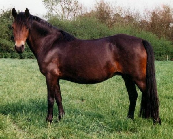 broodmare Gina (Welsh-Pony (Section B), 1975, from Chirk Caradoc)