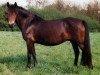 Zuchtstute Gina (Welsh Pony (Sek.B), 1975, von Chirk Caradoc)