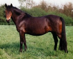 Zuchtstute Gina (Welsh Pony (Sek.B), 1975, von Chirk Caradoc)