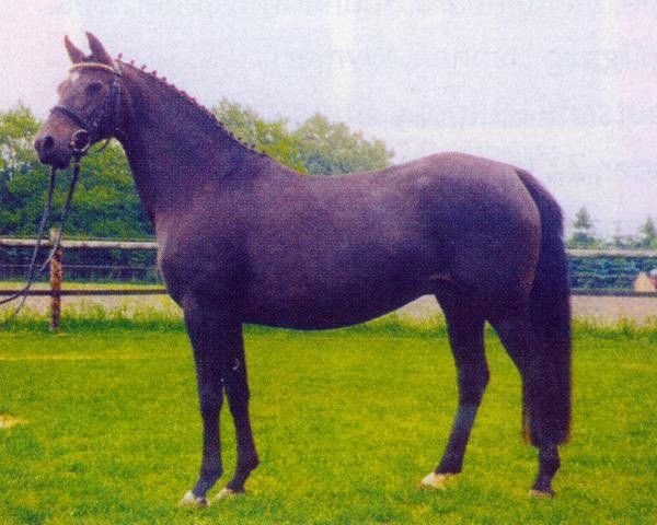 broodmare Grace Kelly (German Riding Pony, 1988, from Brillant)