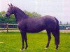 broodmare Grace Kelly (German Riding Pony, 1988, from Brillant)
