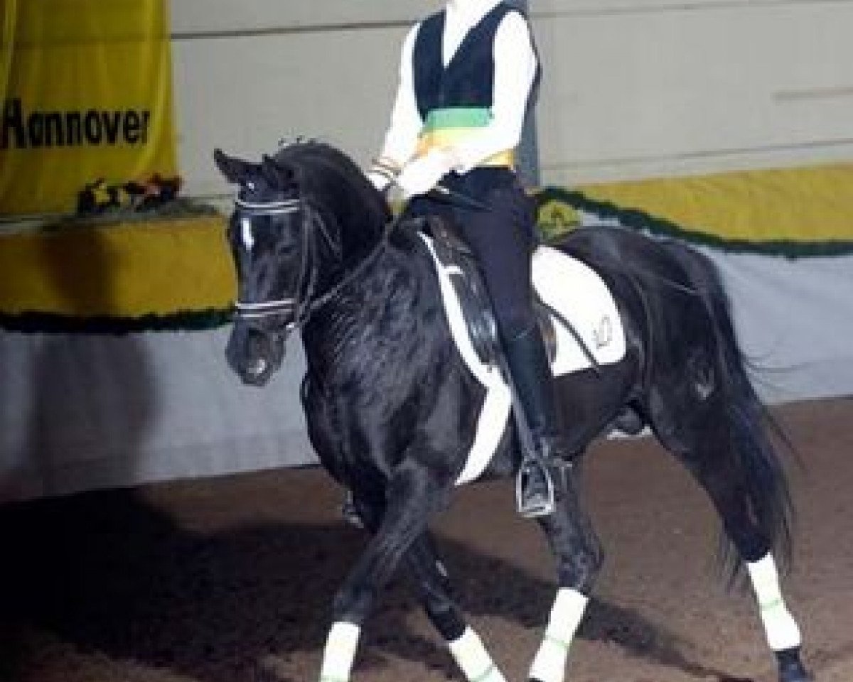 stallion Kiribati (German Riding Pony, 1991, from Kaiserjaeger xx)