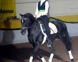 stallion Kiribati (German Riding Pony, 1991, from Kaiserjaeger xx)