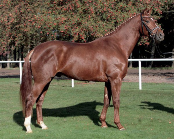 stallion Don Henrico (Hanoverian, 2003, from Don Frederico)