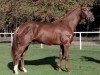 stallion Don Henrico (Hanoverian, 2003, from Don Frederico)