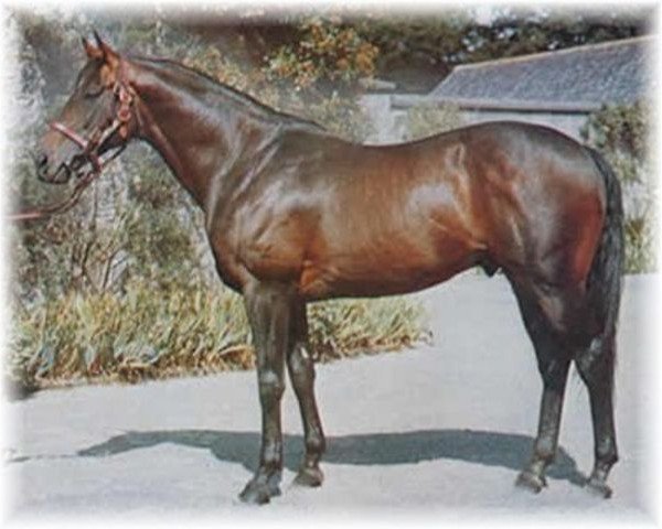 stallion Bold Lad xx (Thoroughbred, 1964, from Bold Ruler xx)