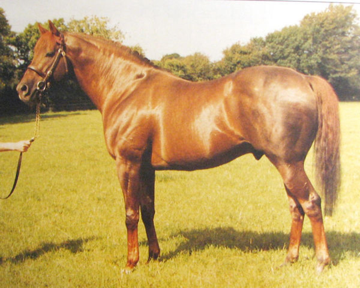 stallion Ballad Rock xx (Thoroughbred, 1974, from Bold Lad xx)