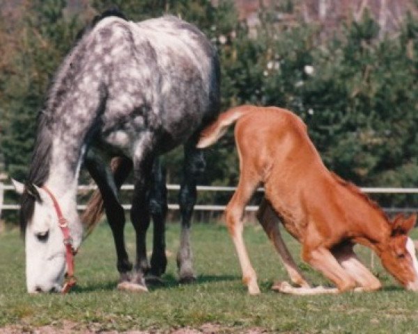 broodmare Chantal (Holsteiner, 1988, from Labrador)