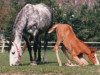 broodmare Chantal (Holsteiner, 1988, from Labrador)