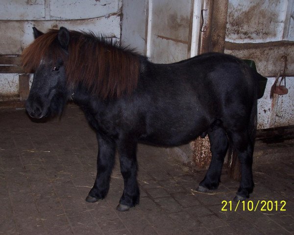 stallion Zammy (Shetland Pony, 2011, from Zappa van Stepelo)