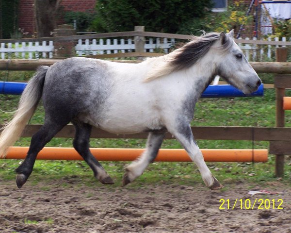 horse Madras v. d. Geest (Shetland Pony, 2007, from Merlin v.d Geest)