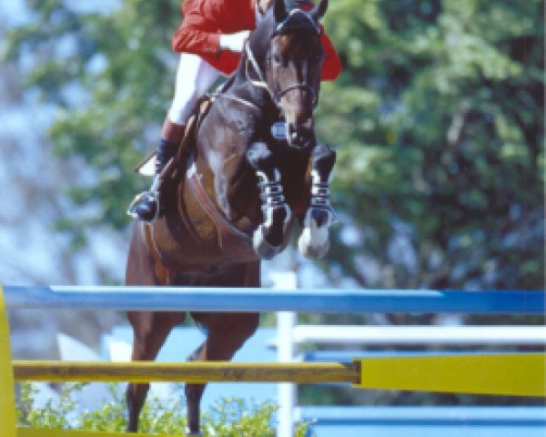 horse Dorincord (Hanoverian, 1991, from Drosselklang II)