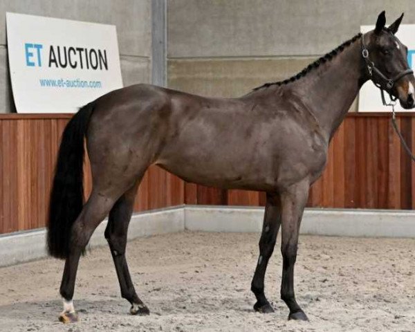 jumper Piolotta van den Bosrand Z (Zangersheide riding horse, 2019, from Lugano B)