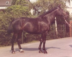 Zuchtstute Wolgabirke (Hannoveraner, 1962, von Wolgast)