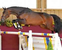 dressage horse Armagnac 44 (Holsteiner, 2009, from Armand xx)