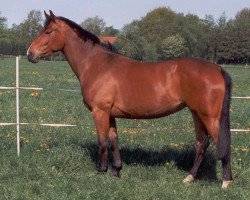 broodmare Whizz Kid (Oldenburg, 1989, from Argentinus)