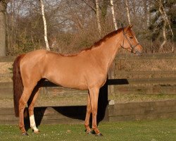 broodmare Whizz Kids Divana (Oldenburg show jumper, 2004, from Indoctro)