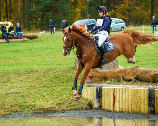 jumper Corpoubet AT (Swedish Warmblood, 2013, from Corporal VDL)