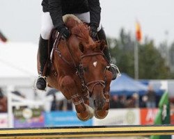 jumper Quincy W (Holsteiner, 2003, from Quidam de Revel)