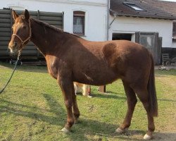 broodmare Pallettina B (Zweibrücken, 1987, from Palisandergrund)