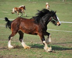 broodmare Ferry May Blossom (Shire, 2004, from Brownroyd Regal Prince)