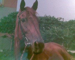 broodmare Ema xx (Thoroughbred,  , from Lakmus xx)