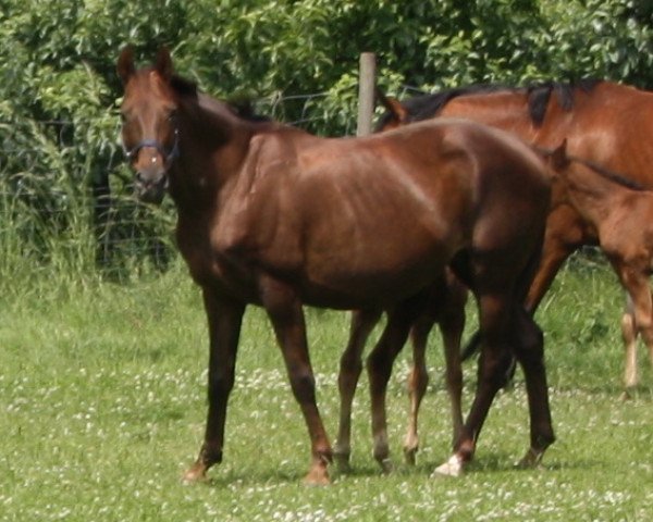 broodmare Dolce Cappuccino (Württemberger, 1998, from Dream of Heidelberg I)
