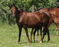 broodmare Dolce Cappuccino (Württemberger, 1998, from Dream of Heidelberg I)