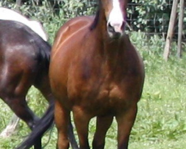 broodmare Danita (Württemberger, 1995, from Don Rico)