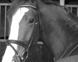 horse Ready to fly high (German Warmblood, 2008, from Rebell Junior)