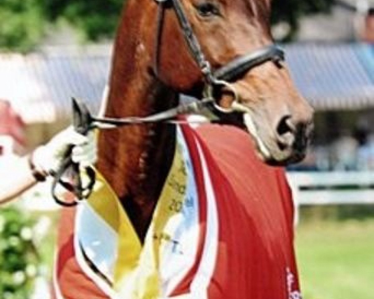 broodmare Lady Larissa (Hanoverian, 1993, from Landadel)