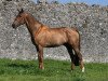 stallion O-Piloth (KWPN (Royal Dutch Sporthorse), 1996, from Epilot)